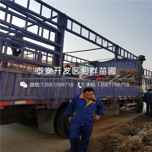 山東煙富三號(hào)蘋果樹苗、煙富三號(hào)蘋果樹苗價(jià)格是多少
