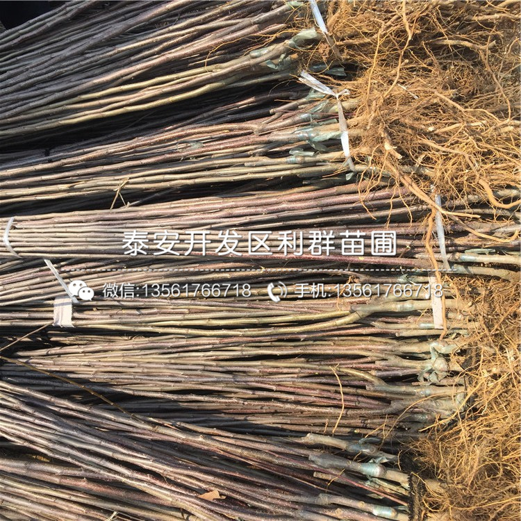 出售烟富3号苹果苗基地