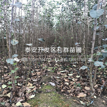 一根早红嘎啦苹果苗多少钱