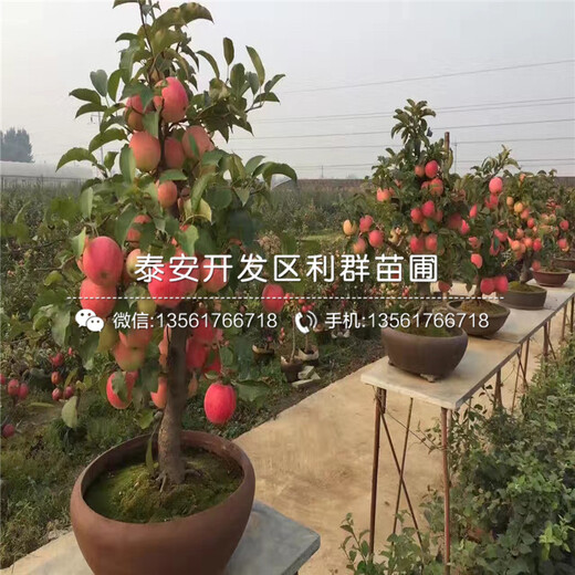 2018年m9t337蘋果樹苗、2018年m9t337蘋果樹苗價格