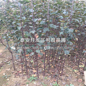 M9T337苹果树苗价格是多少、一亩地种植多少棵M9T337苹果树苗