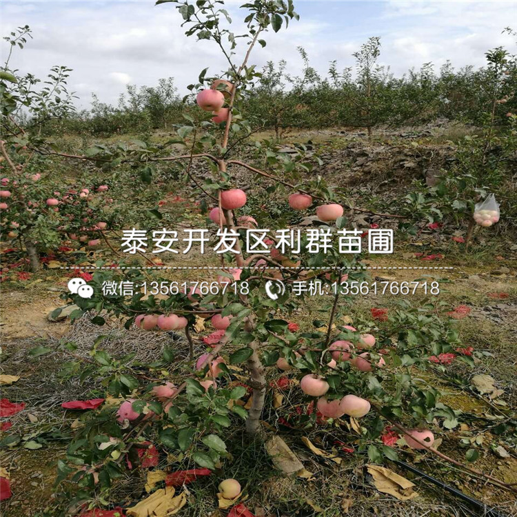 新品种金冠苹果树苗、新品种金冠苹果树苗格