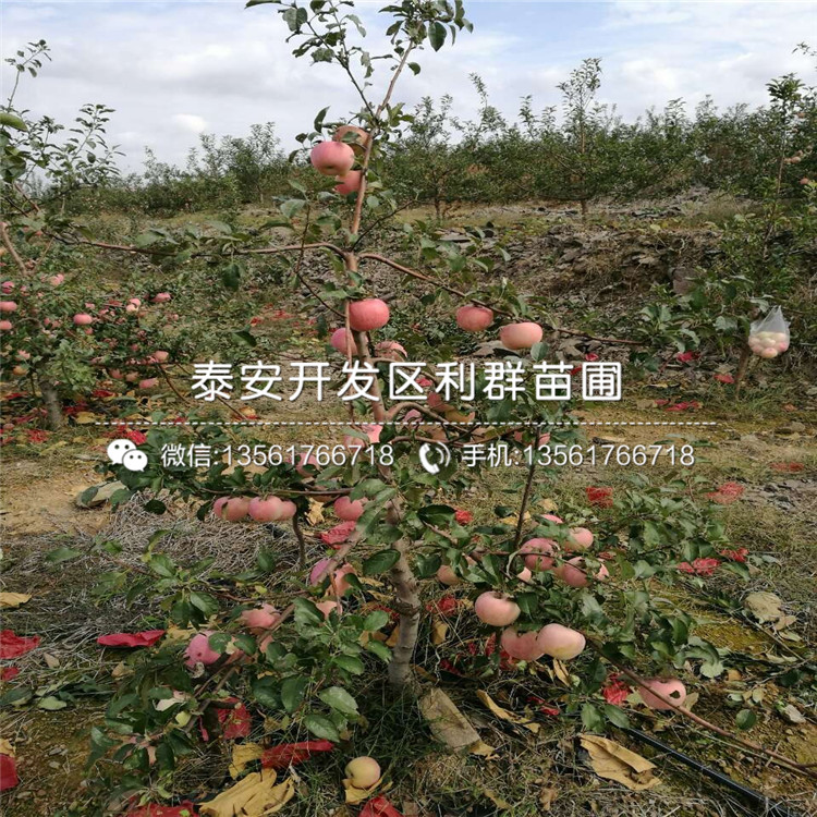 红心苹果苗、山东红心苹果苗批发