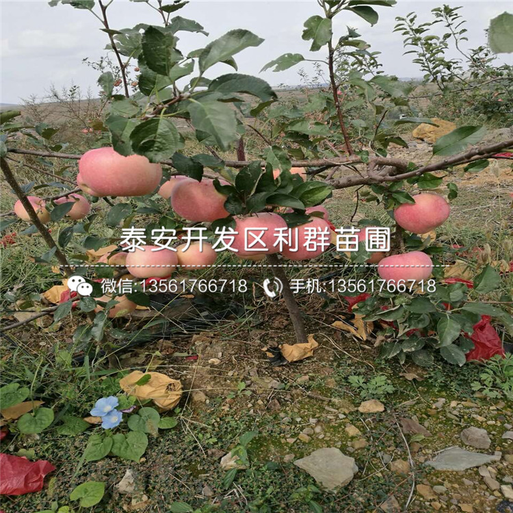 富士苹果苗多少钱一株