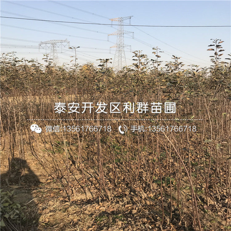 2018年苹果树苗每亩多少棵