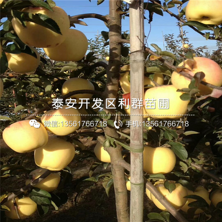 黄香蕉苹果苗一亩地种植多少株