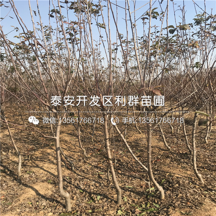 国光苹果苗、山东国光苹果苗