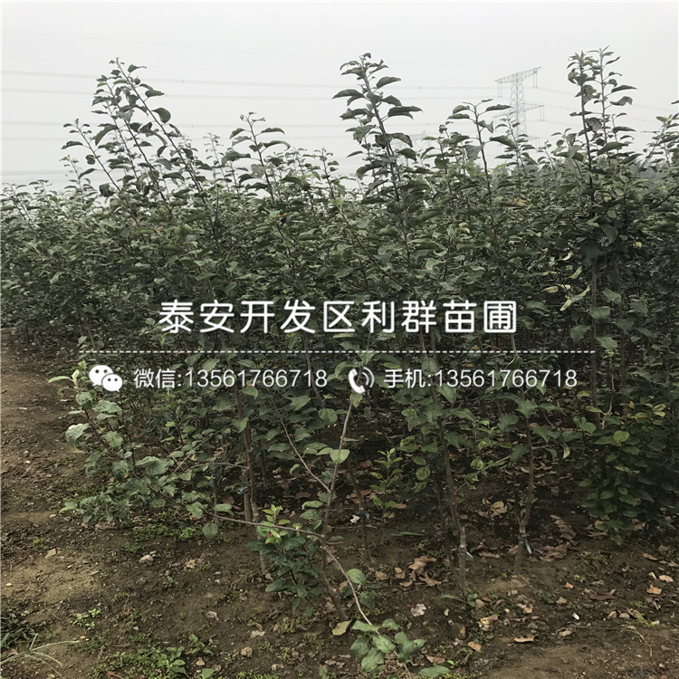 一亩地能种植多少株烟富六号苹果苗