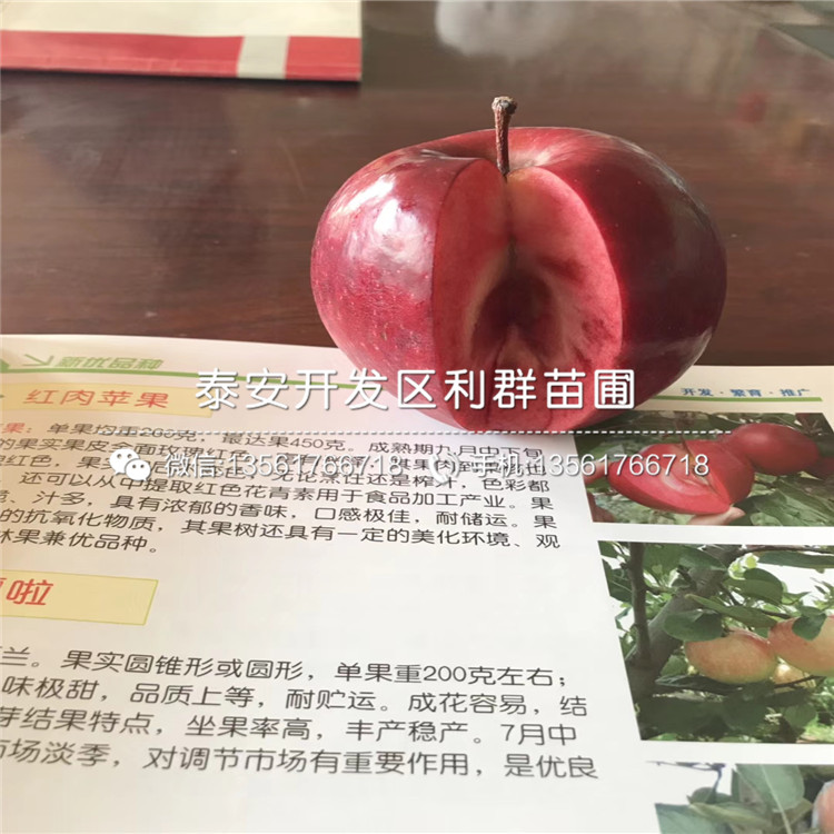 烟富十号苹果树苗品种介绍、烟富十号苹果树苗多少钱一棵