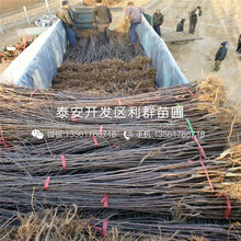 矮化m26苹果苗、2018年矮化m26苹果苗基地图片