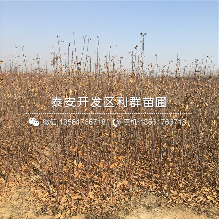 3公分苹果苗效益怎么样