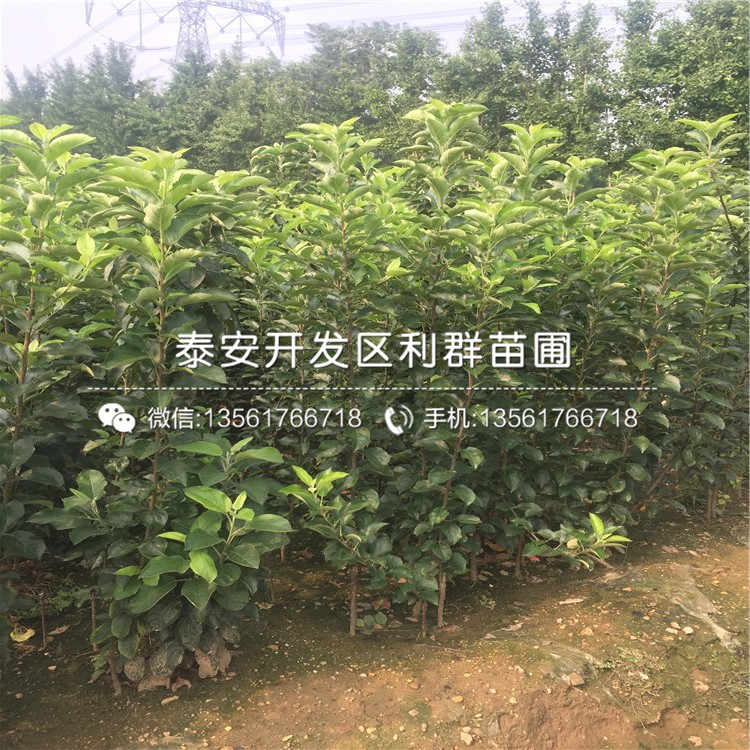 哪里的金冠苹果树苗价钱低