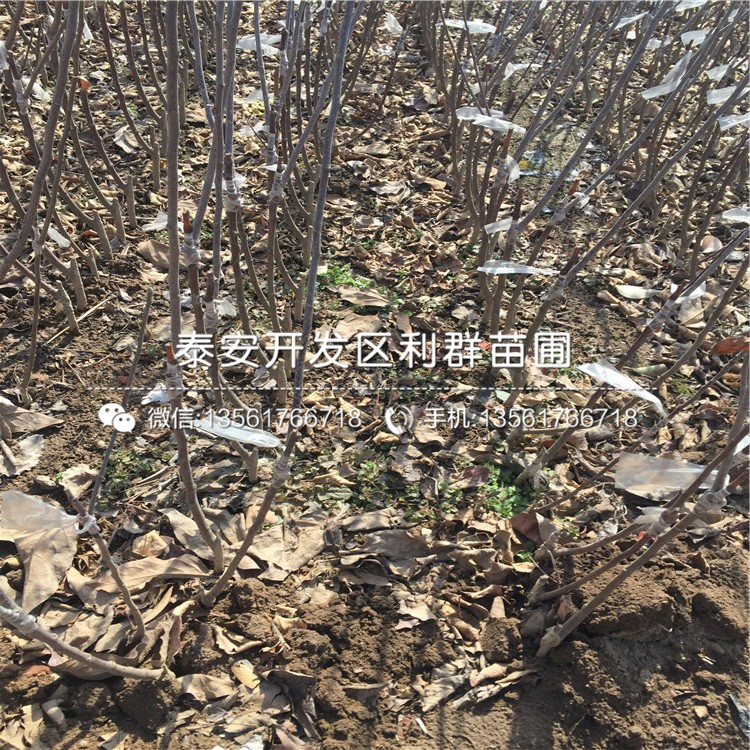 一亩地能种植多少株短枝矮化苹果苗