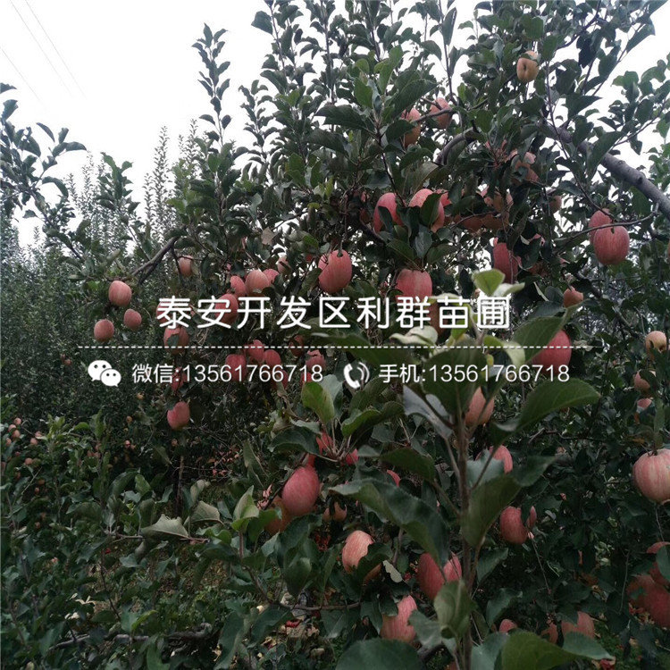 出售苹果树苗品种、出售苹果树苗新品种