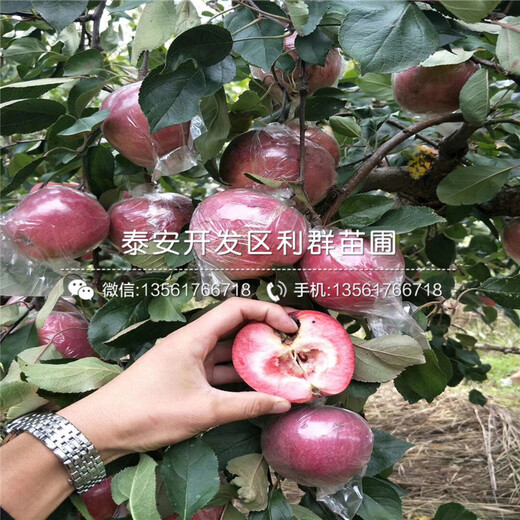 矮化砧蘋果樹(shù)苗批發(fā)、矮化砧蘋果樹(shù)苗價(jià)格是多少