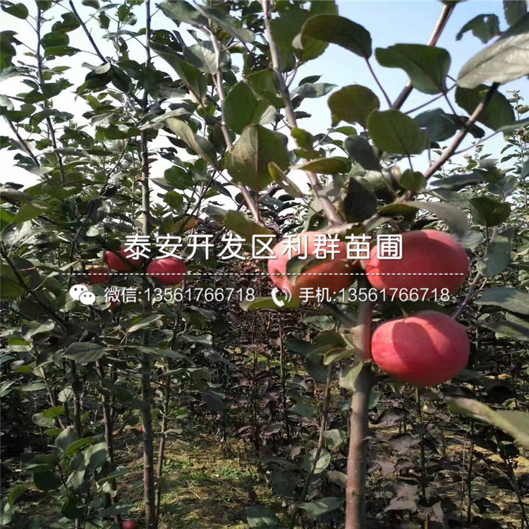 自根砧苹果苗一亩地种植多少棵