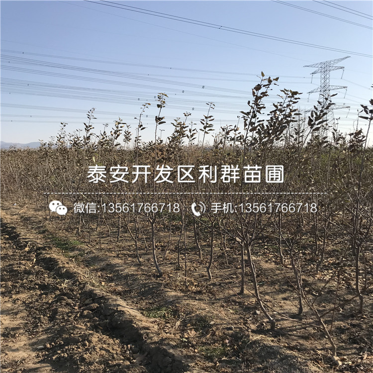 2019年双矮苹果树苗、双矮苹果树苗出售基地