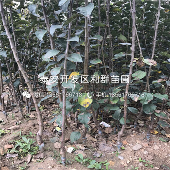 山东黄香蕉苹果树苗供应价格