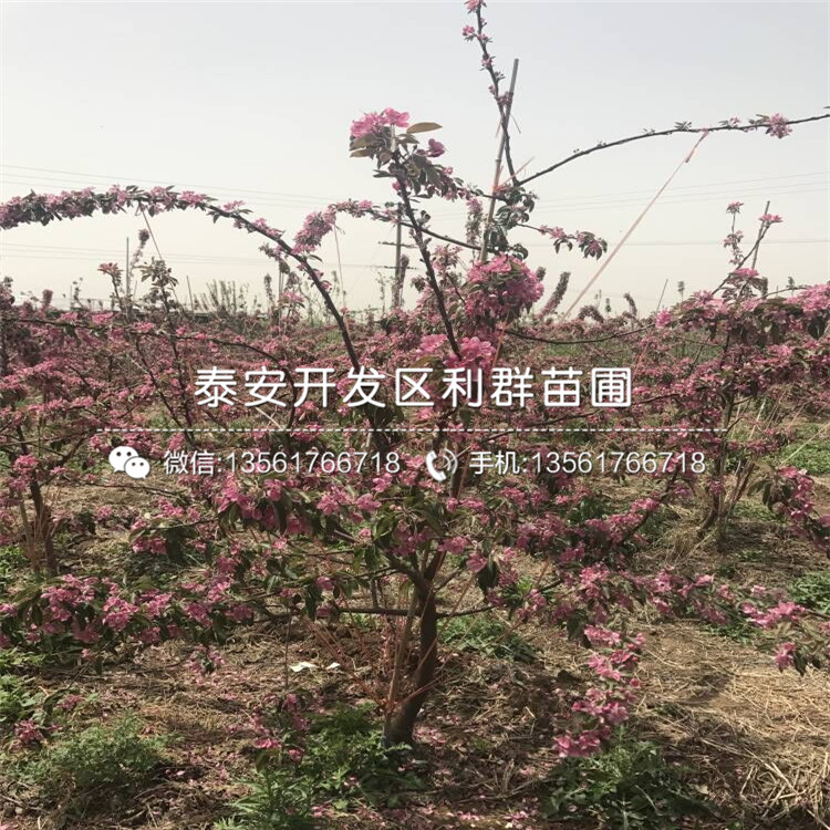 新品种山东苹果苗格是多少