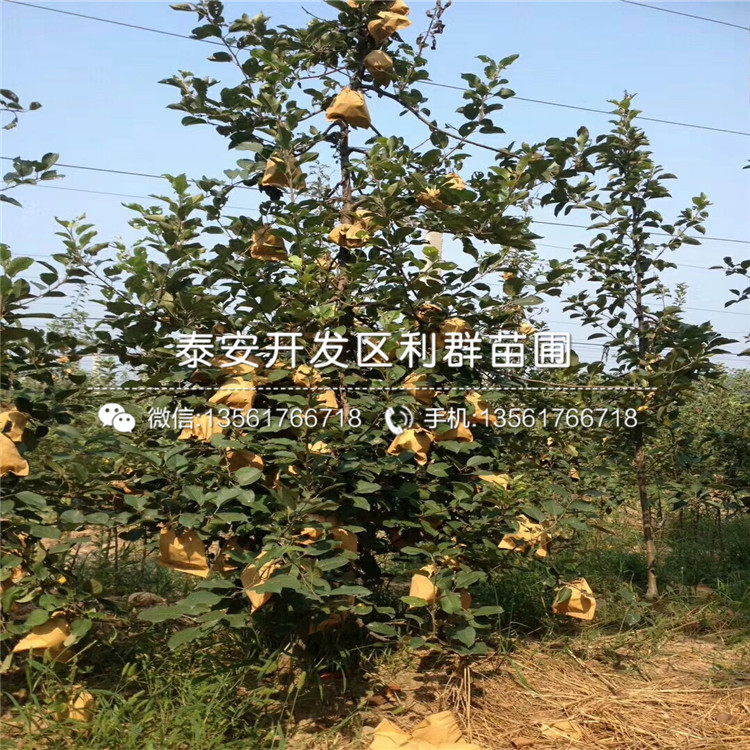 M9T337苹果树苗价格是多少、一亩地种植多少棵M9T337苹果树苗