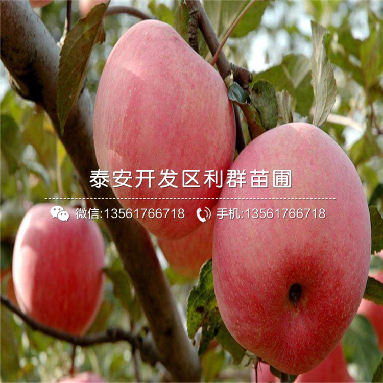 新品种批发苹果树苗、批发苹果树苗价格是多少