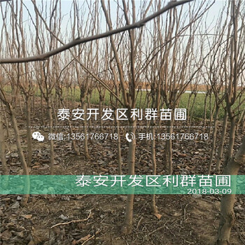 批发9公分柿子树苗基地