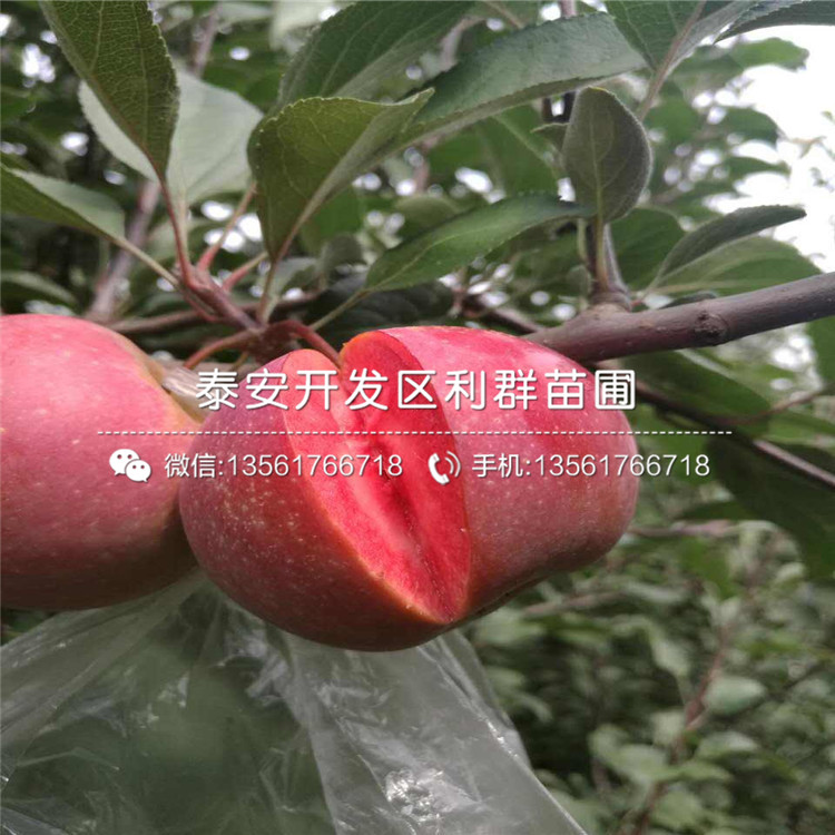 新品种矮化柱状苹果树苗基地