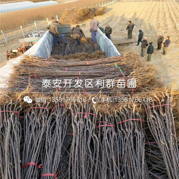 润太一号苹果苗批发、润太一号苹果苗价格多少