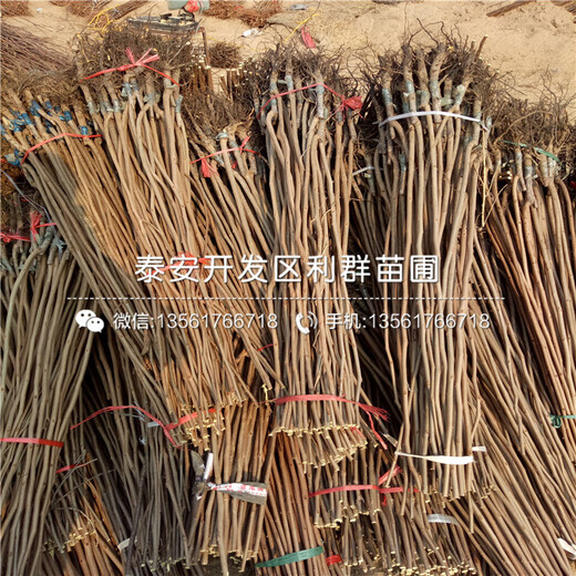 興津20柿子樹苗種植方法
