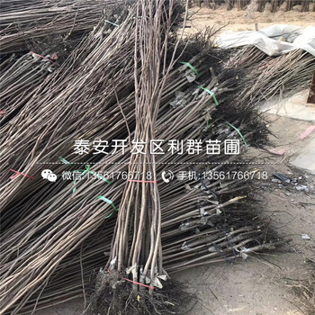 山东牛心柿子树苗出售基地