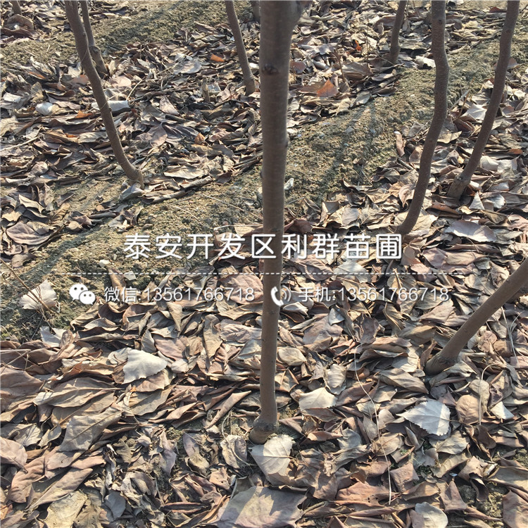 山东日本柿子树苗多少钱一棵、山东日本柿子树苗基地