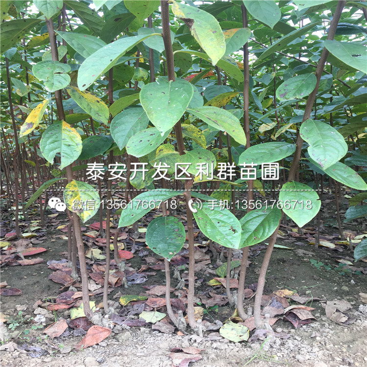 实生柿子苗种植方法