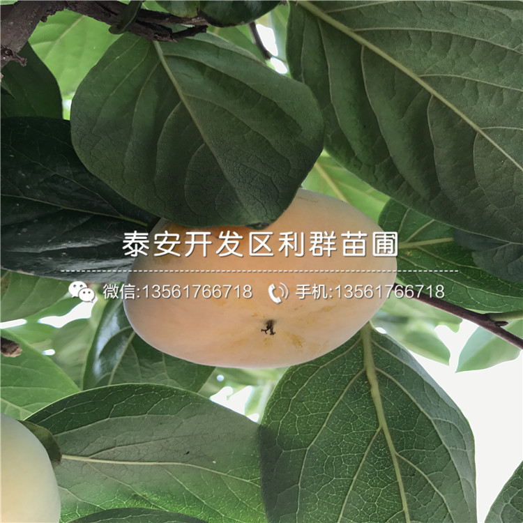 2018年太秋柿子树苗品种