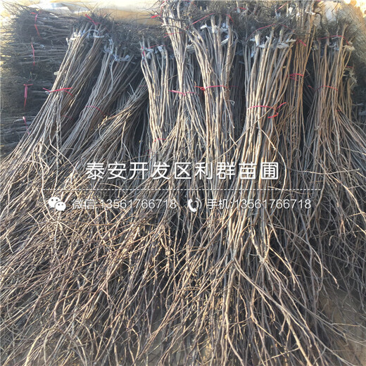 新品種日本甜柿子苗