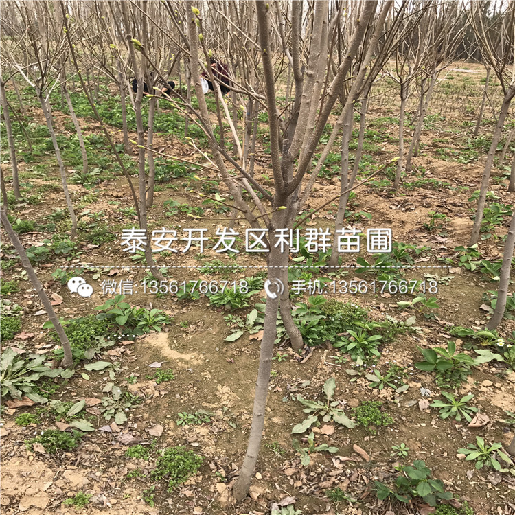 2018年5公分柿子樹苗基地
