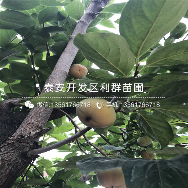 阳丰柿子树苗出售基地