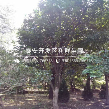 4公分薄皮柿子树苗价格