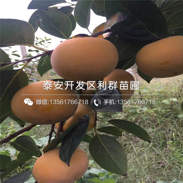 山东柿子树苗销售基地