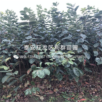 柿子苗产量怎么样