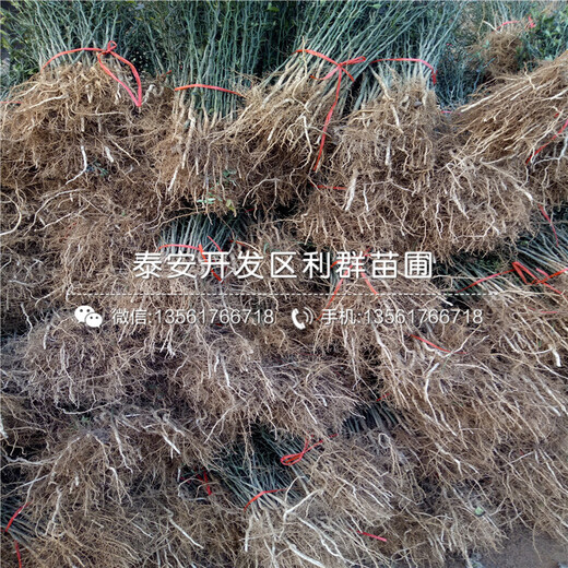枸橘種子基地、2019年枸橘種子出售
