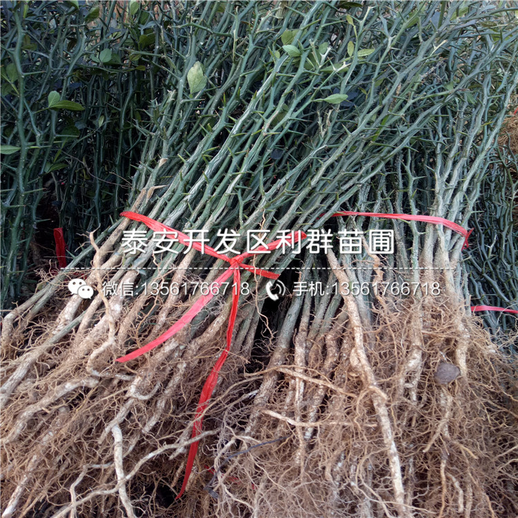 枸橘樹苗基地出售價格