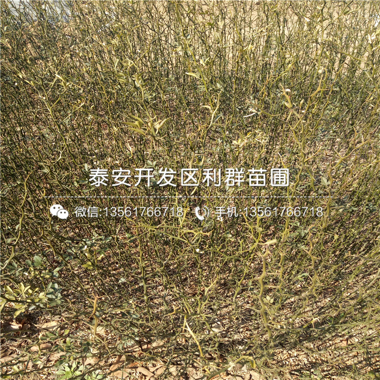 枳殼種子格、2018年枳殼種子價格