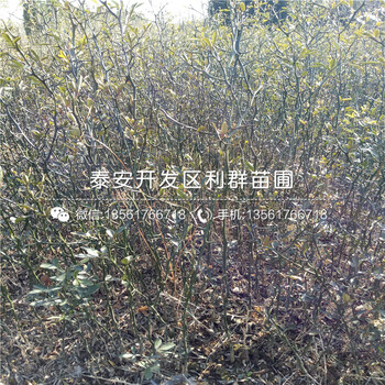 枳壳小苗批发价格