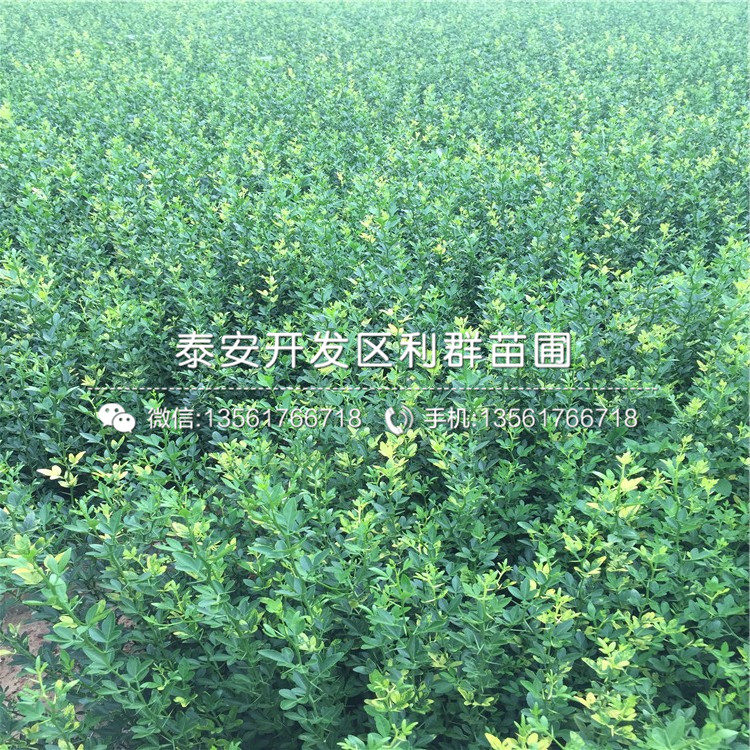 哪里的山東枳殼苗價(jià)錢低