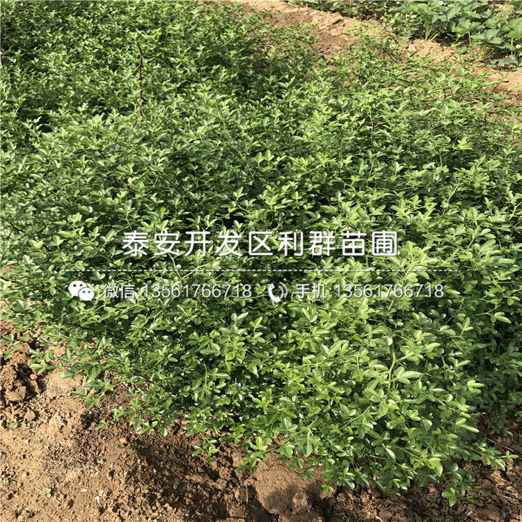 批發(fā)枸橘種苗價格多少
