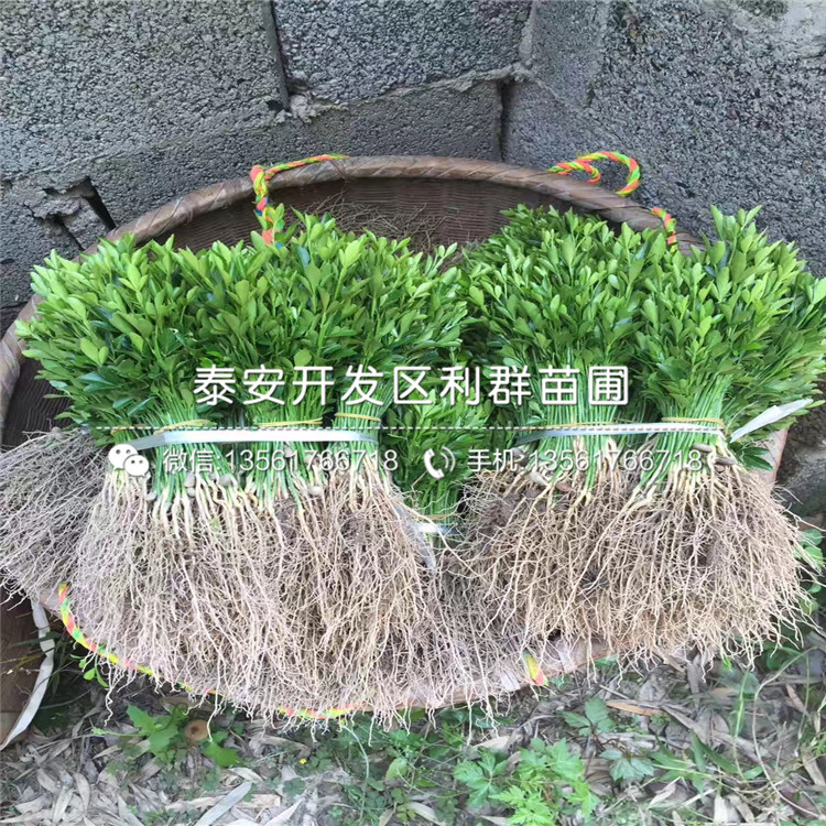 枳殼種苗基地出售價(jià)格