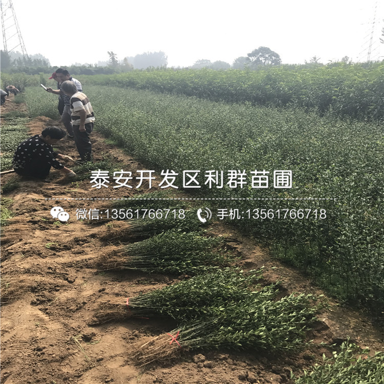 2018年枸橘種子價(jià)格多少