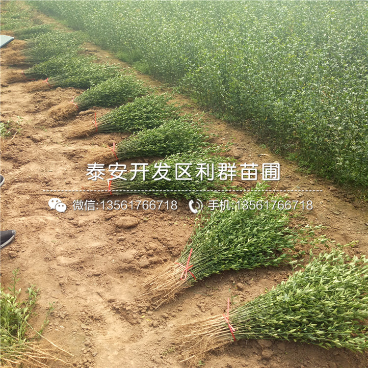 枸橘芽苗哪里有賣、枸橘芽苗多少錢一棵