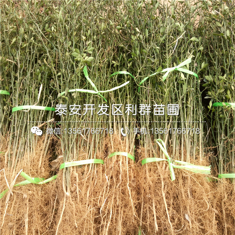山東枸橘苗、山東枸橘苗報價