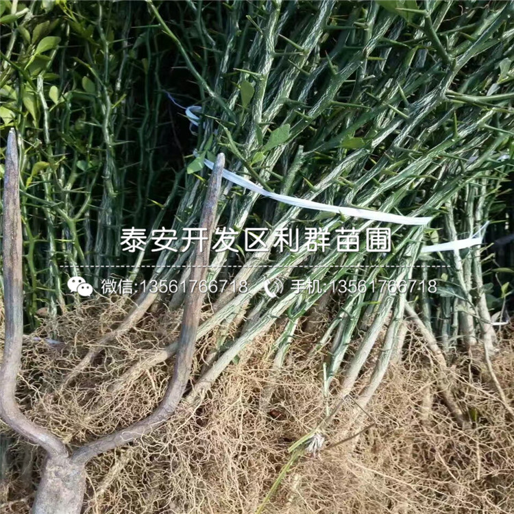 2公分山東枸橘樹(shù)苗、2公分山東枸橘樹(shù)苗多少錢(qián)一棵